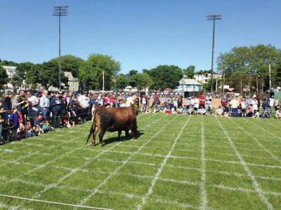 Daisy the dairy cow took her sweet time as spectators waited for nature to take its course at last year’s inaugural Cow Plop at McConnell Park in Savin Hill. Daisy and her calf will return for a repeat performance on May 30.